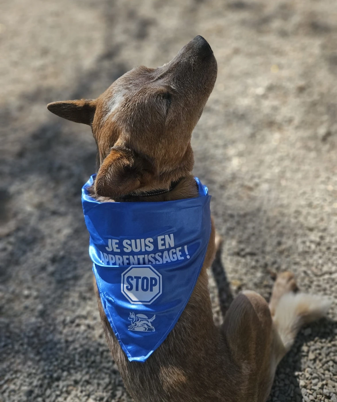 Bandana bleu porté, message Je suis en apprentissage