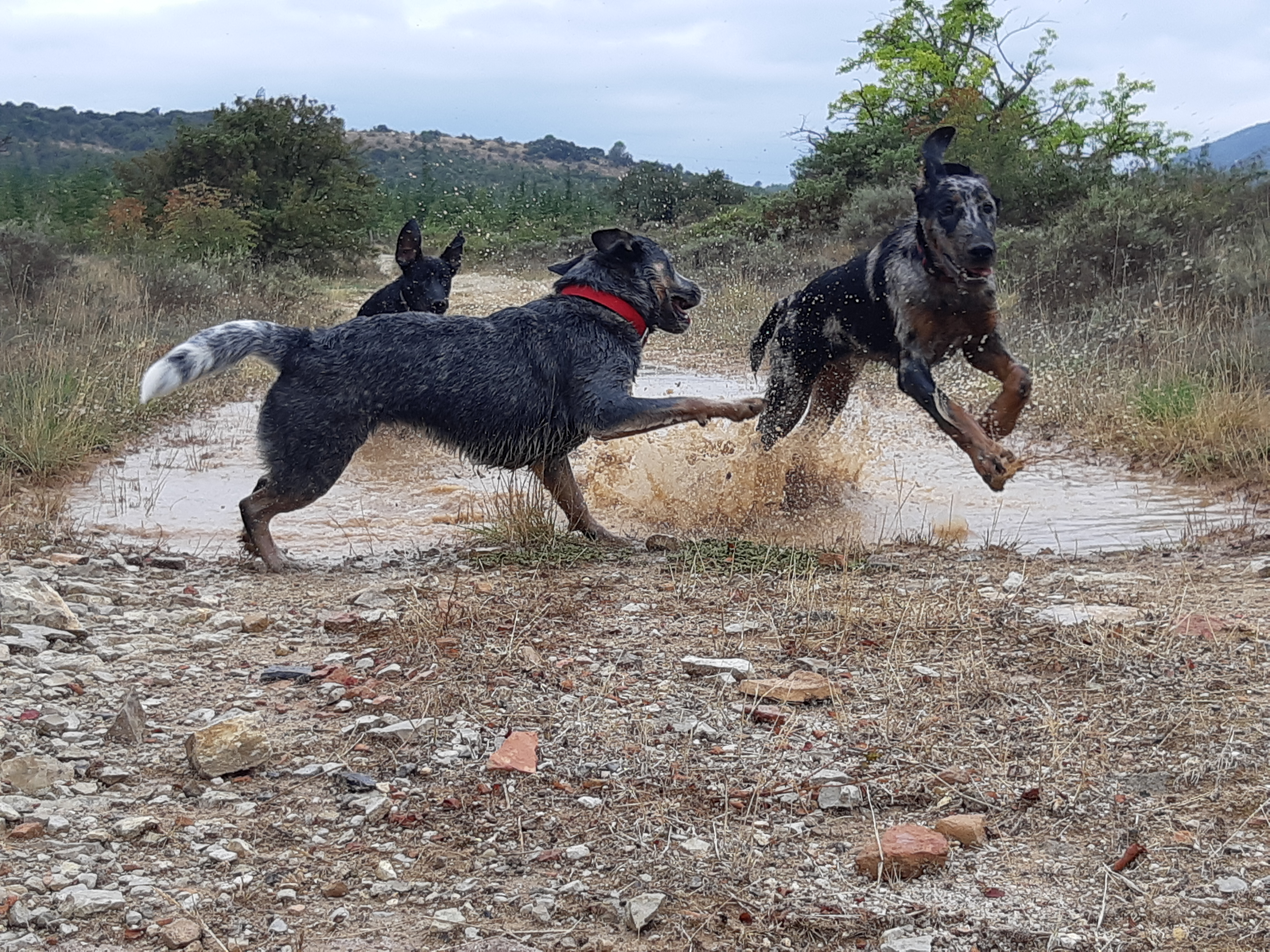 Cours collectif d'éducation canine