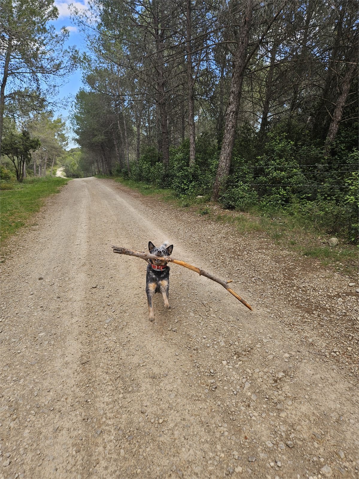 Riley avec un bâton pendant une sortie sportive